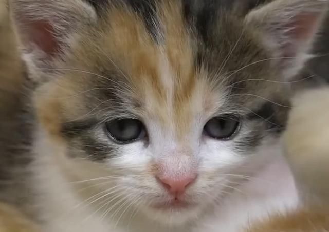 橘猫表情生了14个小猫崽喂奶时妈妈亮了:表情陈独秀优秀感觉包图片