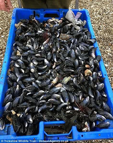 强力风暴过后的海滩 全是各种海鲜 让人口水直流