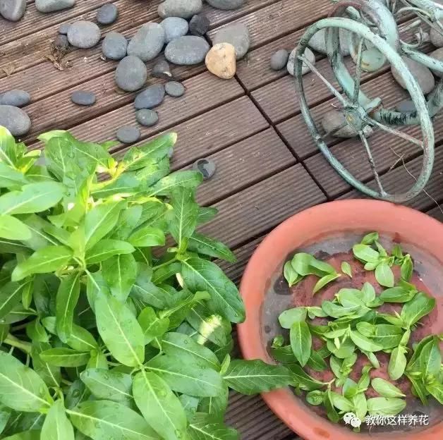 长春花越掐花越多，长得越旺，开成花球太惊艳了！