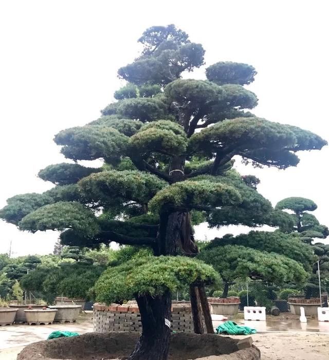 有钱任性！土豪们最爱选的庭院树，你选对了吗？