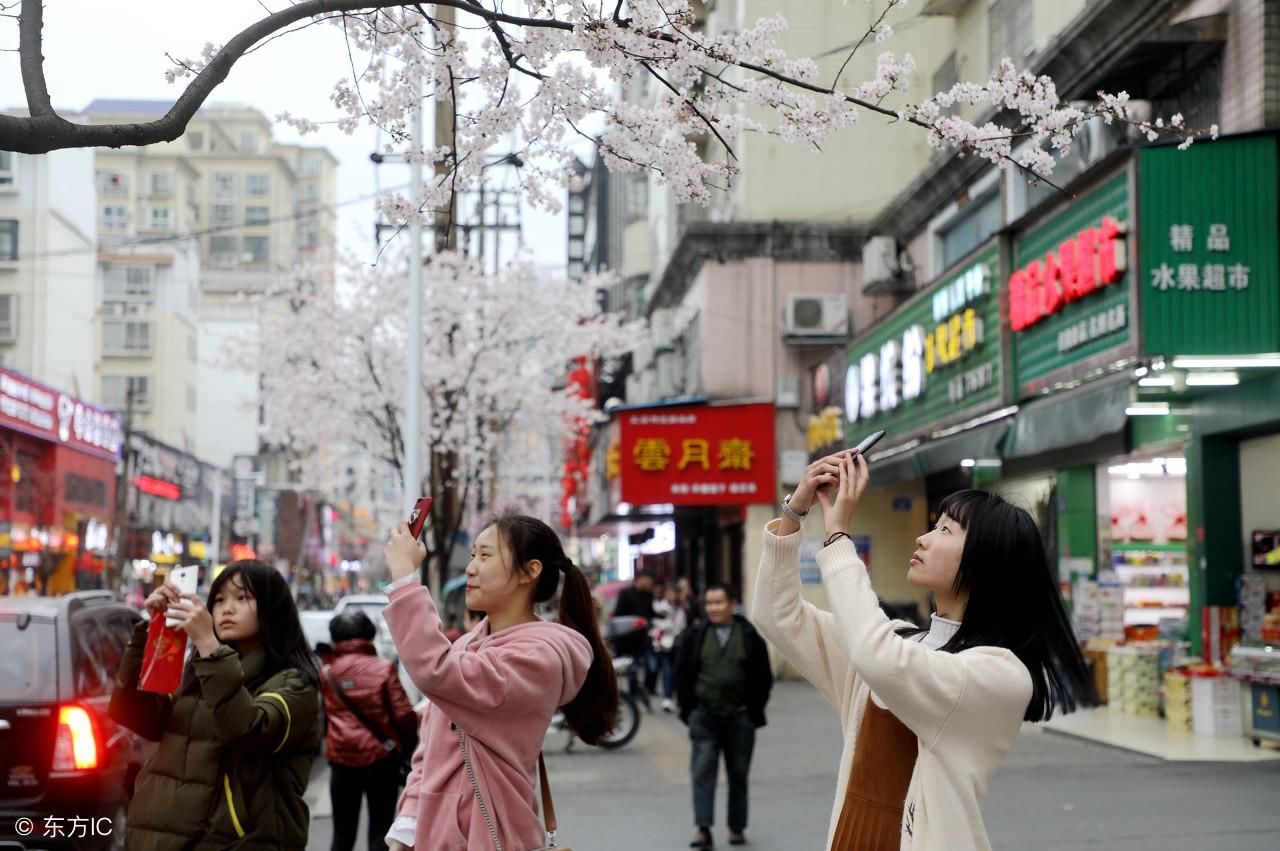 湖南：常德闹市一条街，早春三月赏樱花，流连忘返“樱花一条街”