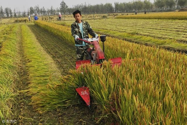 粮食直补：2018年6月农民有一笔粮补要到账，快看你家符合标准吗