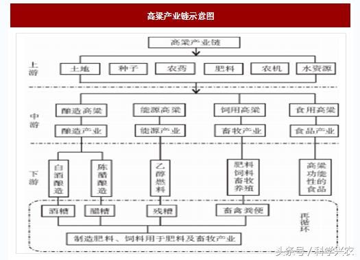 农户请注意 咱来说说关于高粱的那些事