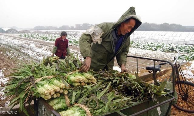 今日西葫芦跌破一元,低迷的农产品该如何突围