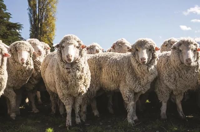 除了皇后镇，新西兰旅游还能玩什么?