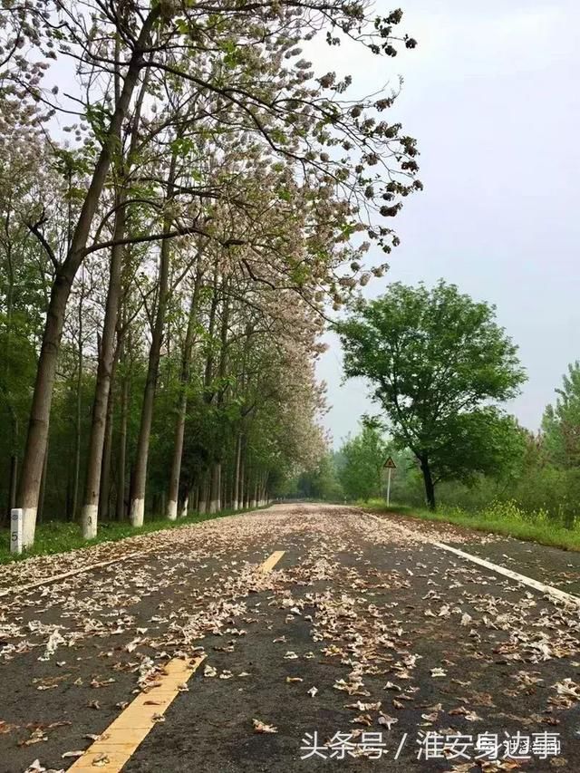 今春洪泽湖古堰景区的蔷薇、槐花约好了似的，一夜间都绽放了！