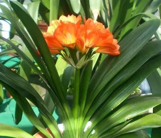 花没有肥料怎么养