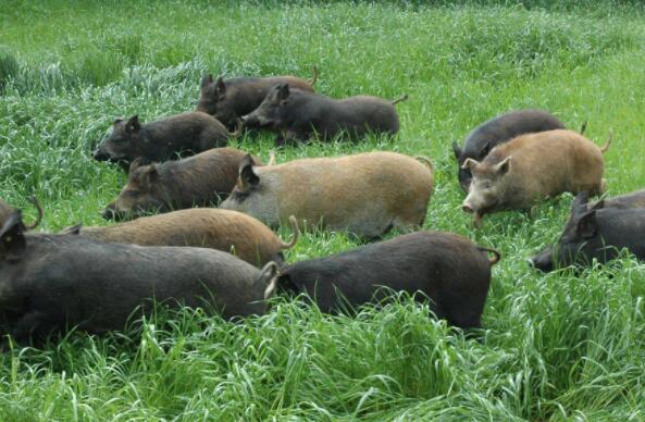 打工青年回乡创业,果林山里养山猪,年收益上千