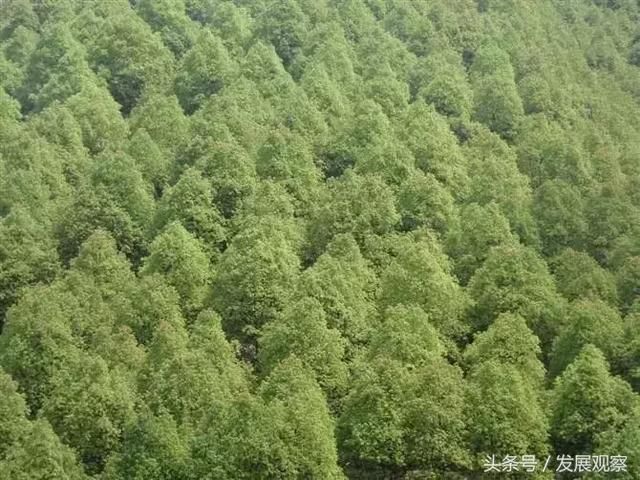 四川宜宾县,向全世界发出邀请!