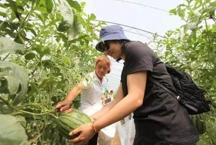 大兴西瓜熟啦！正宗沙甜的庞各庄西瓜是怎么种植出来的呢？