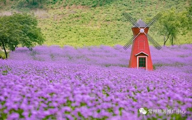 常“乡”约 |策马奔腾，穿梭花海梦境，来这个农庄会醉了你的时光