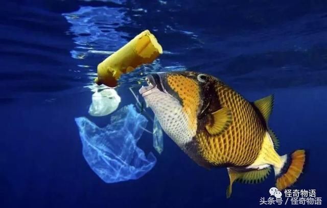 一组图告诉你“海洋塑料污染”有多可怕 看着都觉得疼