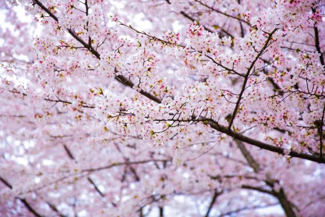 这个春天，最美的樱花都在这了！