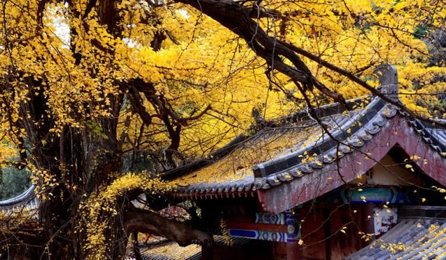 印度总理想来都不行!河南寺庙和尚尼姑住一起，皇帝公主在这出家