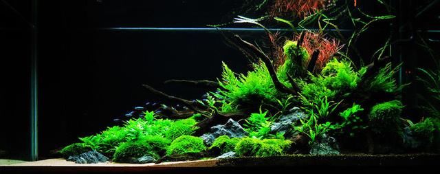 10种鱼缸造景风格分析-水草缸