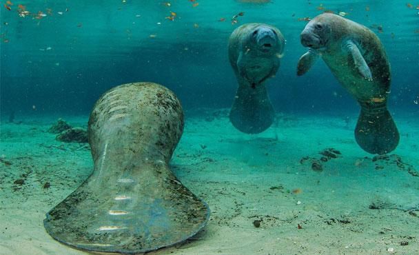 史德拉海牛,是已经灭绝的一种毫无防御力的动