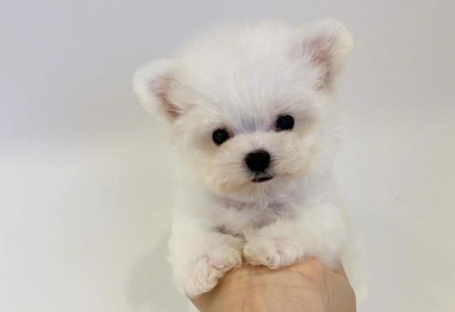 出国要办理哪些手续