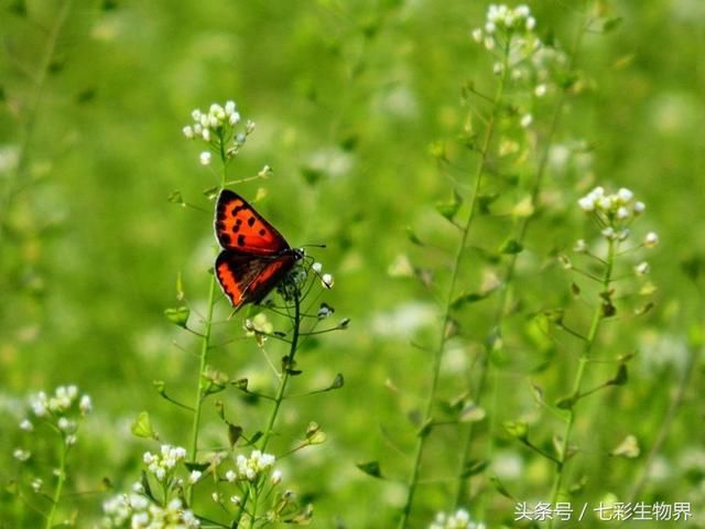 荠菜是先春而萌、返青最早的报春菜荠菜