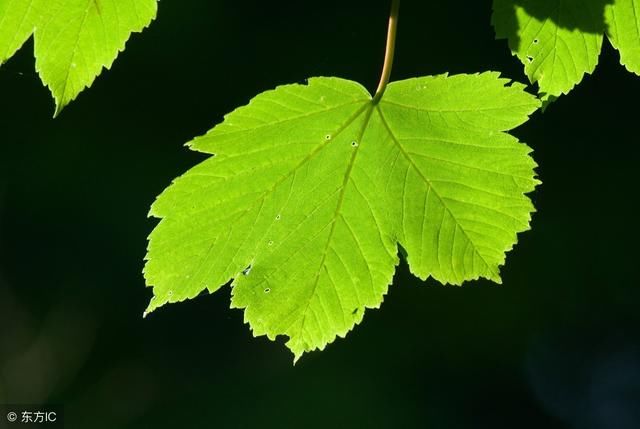 教育玩具推荐3-4岁儿童玩具一片小梧桐树叶