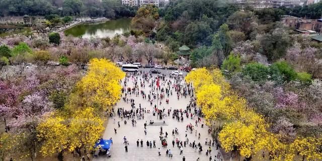 南北高校花景大PK，我选华农!你选武大吗?