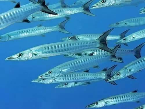 海南渔民整理的海鲜大全 ，以后不怕不认识海鲜了，赶紧收藏!
