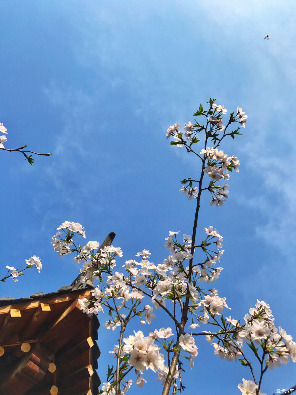 【春之彩】又是一年樱花烂漫时