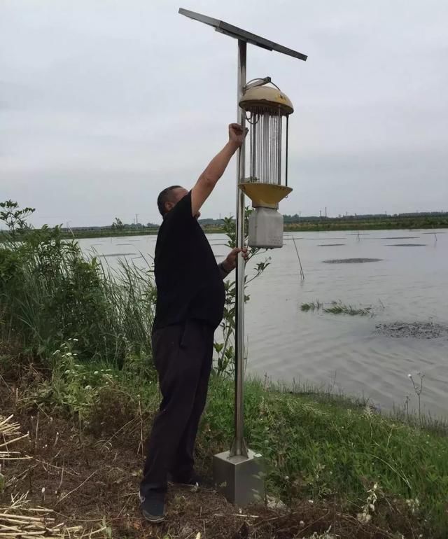 吃虾时节探访“虾乡”，看潜江小龙虾为啥红透全国？