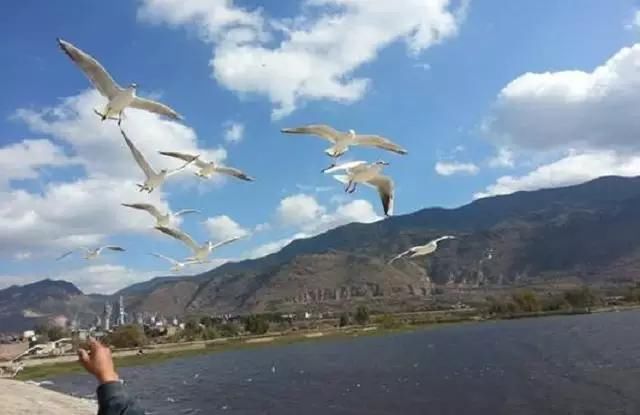 云南人口最旺盛的4个县