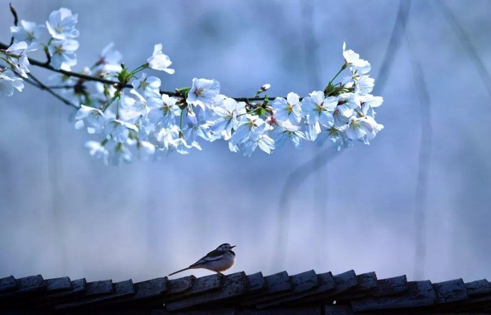 【每月在路上】三月,送你最in的赏花攻略,十大赏花胜地,愿你不