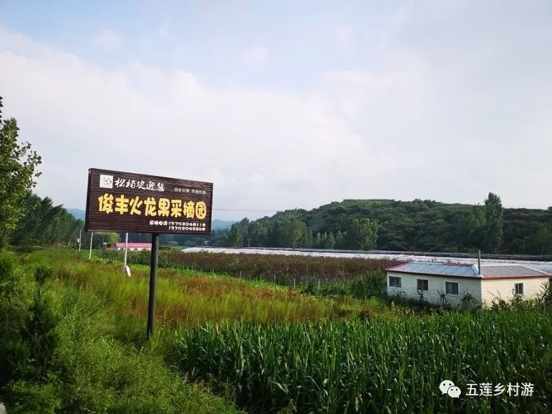 俊丰红心火龙果熟了!听说过吃火龙果吐籽吗?