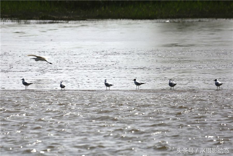 黑嘴鸥、翘鼻麻鸭在辽河绿水湾风景区栖息享受初夏暖阳