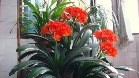 一烂毁所有,君子兰烂根怎么办?教你一招搞定!