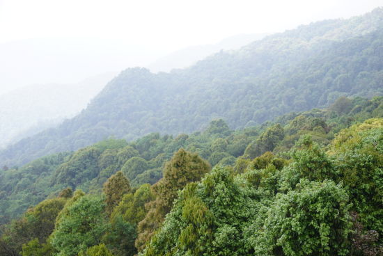 大山深处的中国第一村，每家每户都是千万富翁，满山都是摇钱树!