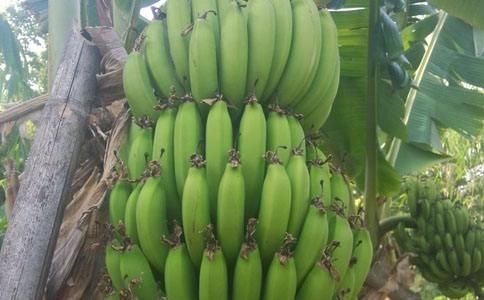 香蕉什么时候开始留芽 t013ccbd54896d33fa5.jpg