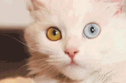 名家|梁实秋:猫的故事