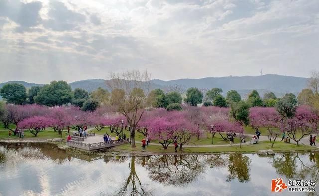 航拍橘子洲：层林尽染，正是春游赏花的好去处