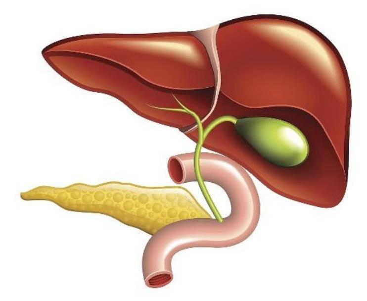 肾结石一般多久会掉下来 t013d4b29fc2fd11420.jpg