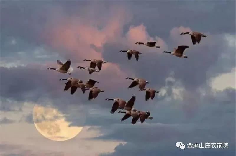 清明时节，桃杏争艳，金屏山庄，出行之选！