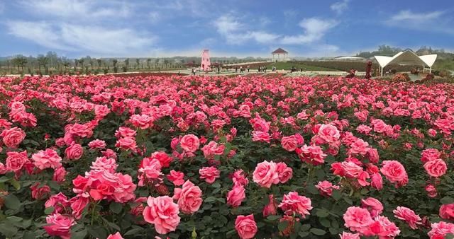 清明小长假去哪里?来看看这些周边和国内长线