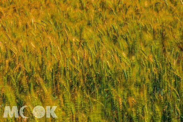 情侣打卡放闪必收 全台五大浪漫景点