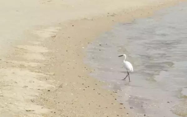 这里被称为广东的“巴厘岛”，人少景美多海鲜还免费!