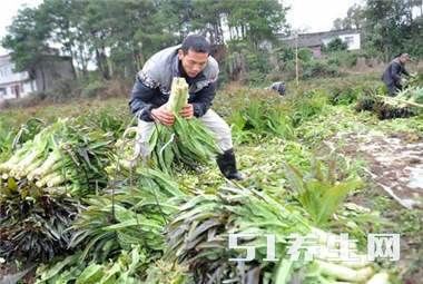 超市里的菜那么贵，农民种菜却不赚钱，什么原因呢？