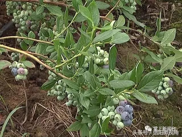 信阳80后小伙龚本富：硕士变身“蓝莓王”