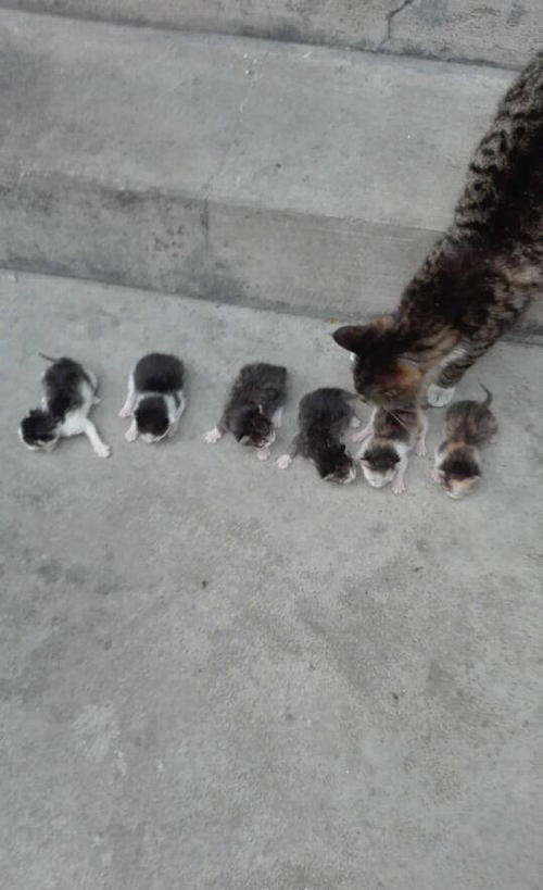 虎斑猫生完娃后,橘猫呆坐原地,妹子:体会被绿后