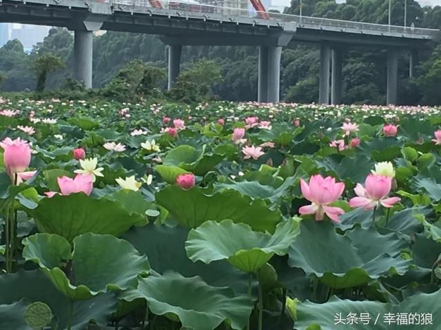 游览深圳美景《洪湖公园》