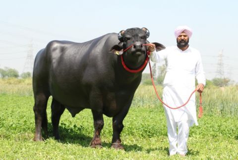 印度神牛身价2200万,每天伙食300元