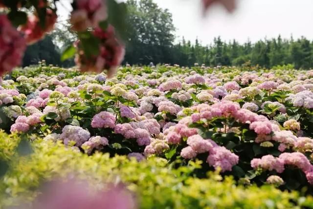 几乎都能免费赏！成都今夏最浪漫的5处花海，只看一眼就沦陷！