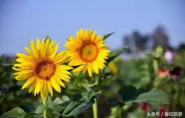 甚是惬意的意思 t013f130736f4df029e.jpg