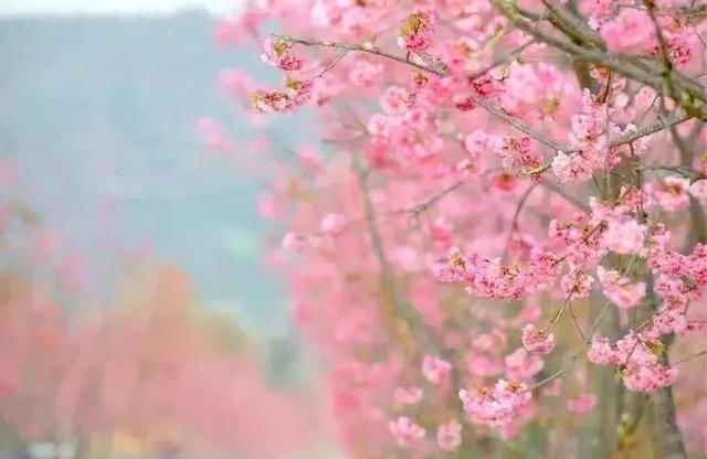 玉溪最全赏花攻略来了，花海之约不要错过!