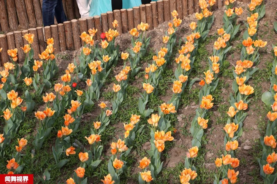 摄影师站郁金香花田拍婚纱，被批没素质起身后却让人竖大拇指